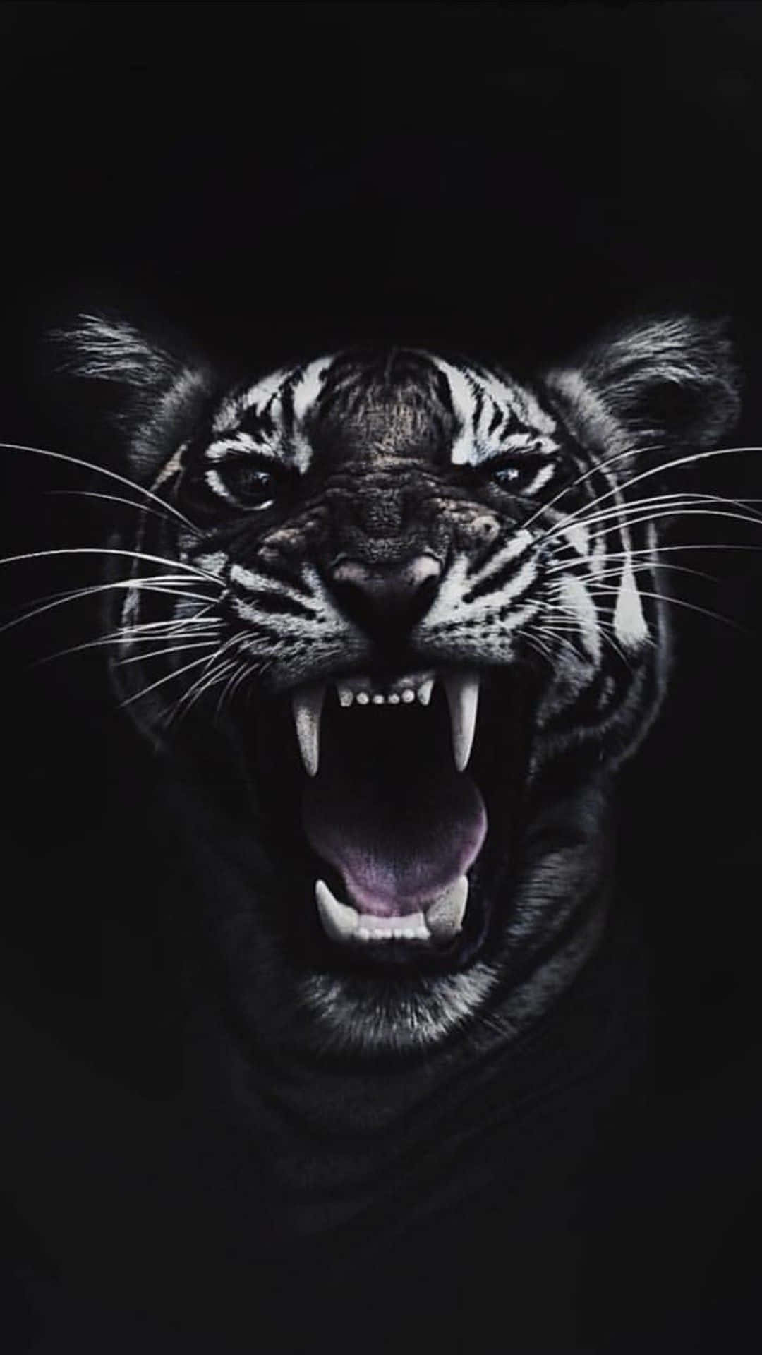 Fierce_ Tiger_ Face_in_ Darkness.jpg Wallpaper
