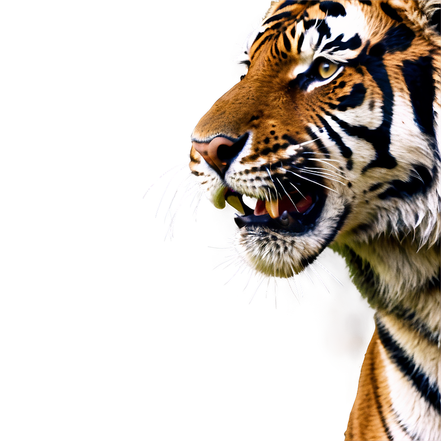 Fierce Tiger Face Png Ack68 PNG