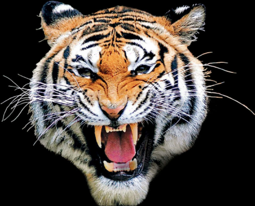 Fierce Tiger Roaring PNG