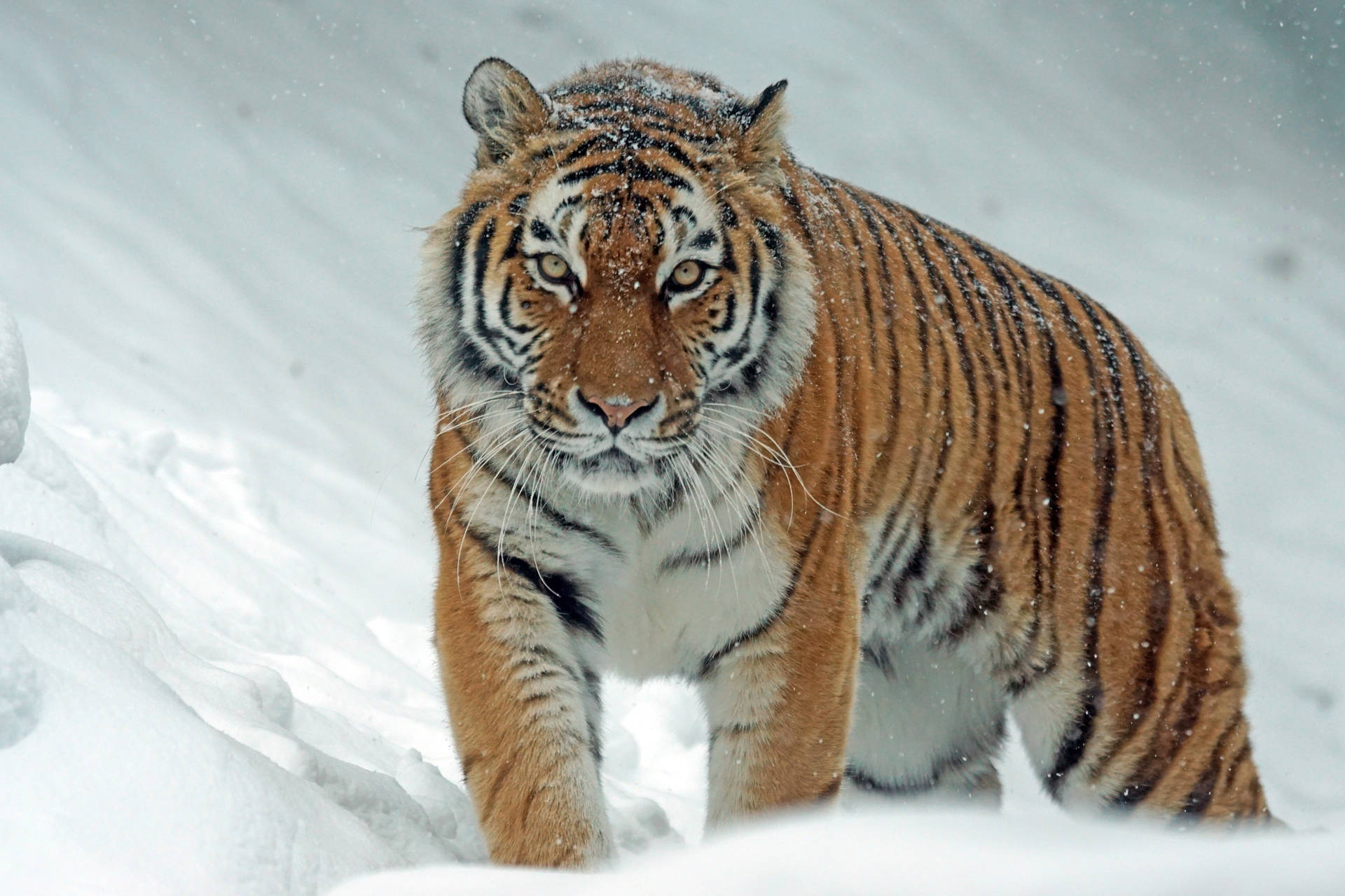 Fierce Wildlife Snow Photography Tiger Hd Wallpaper
