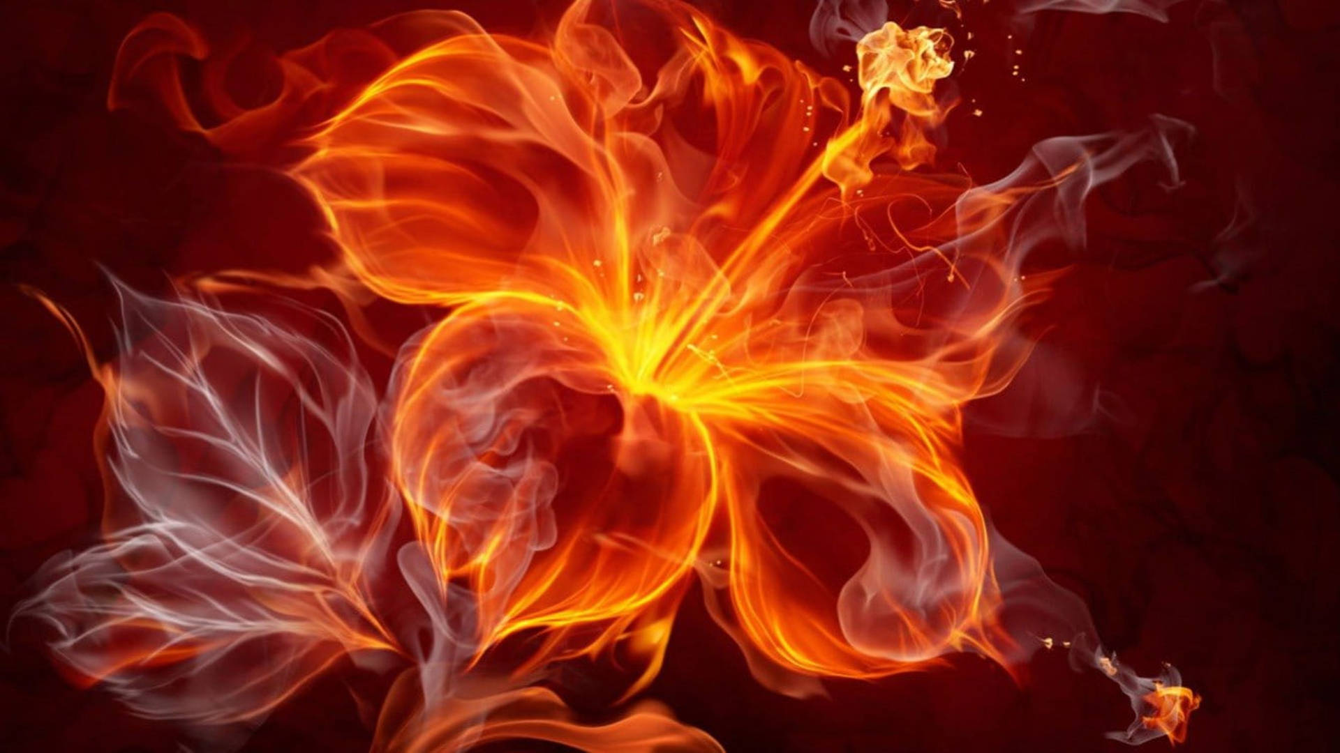 Fiery Hibiscus Flower Wallpaper