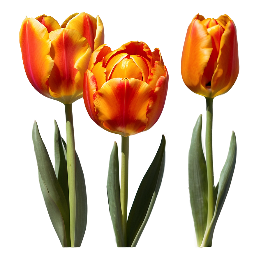 Fiery Orange Tulip Png 06122024 PNG