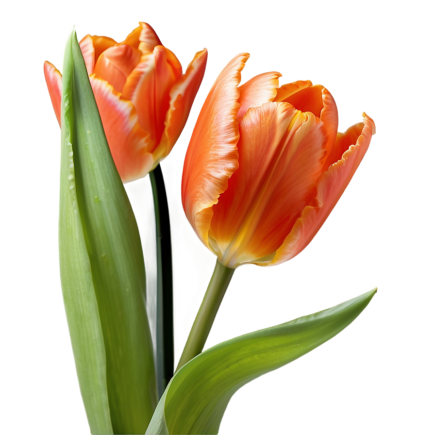 Fiery Orange Tulip Png 16 PNG