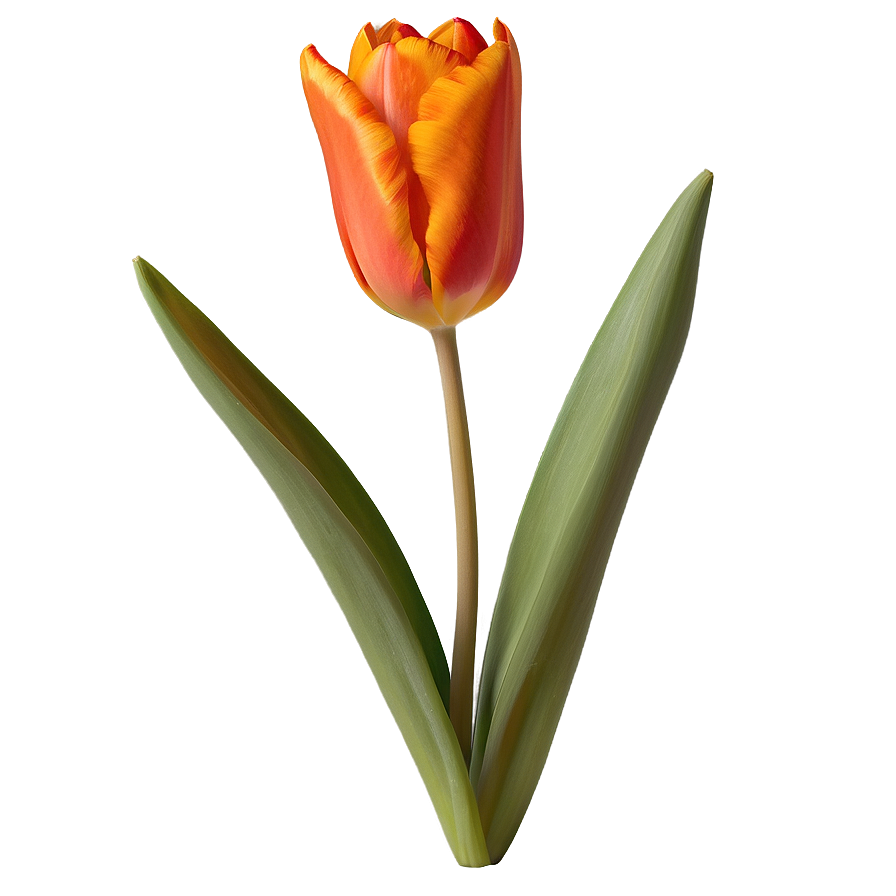 Fiery Orange Tulip Png 78 PNG