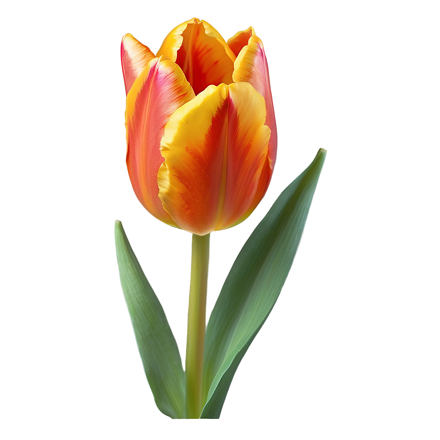 Fiery Orange Tulip Png Yjk39 PNG