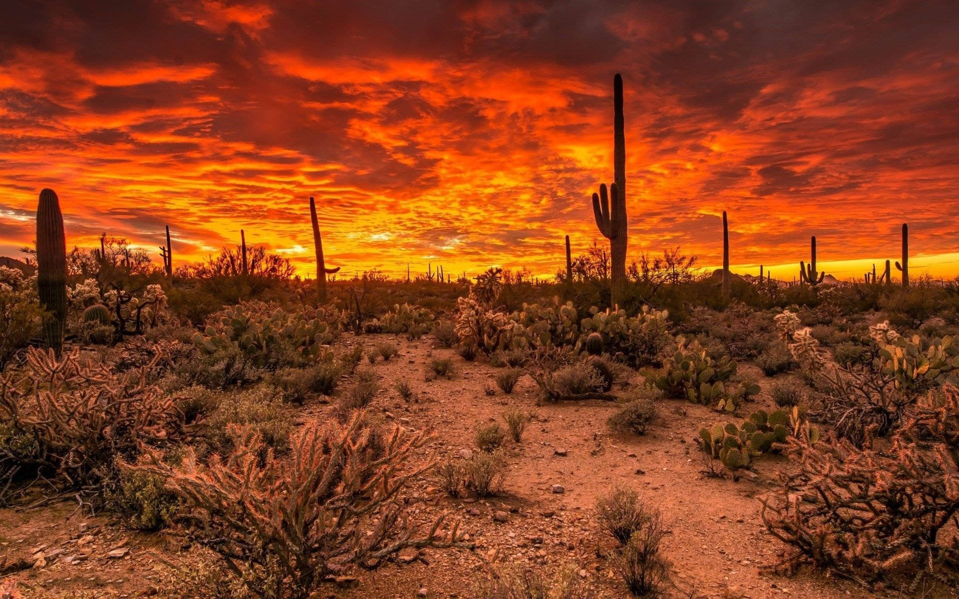 Fiery Sky Arizona Desert Wallpaper