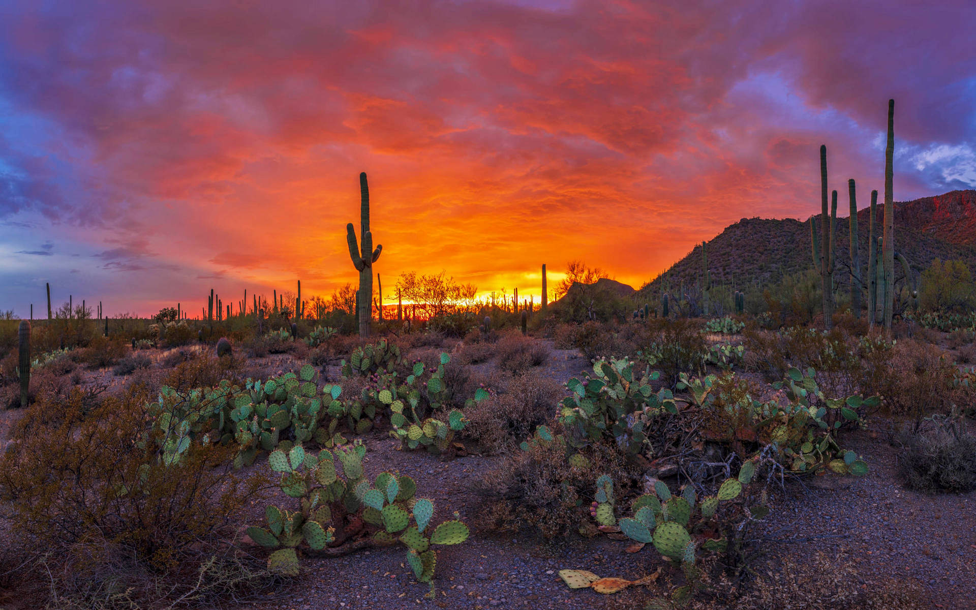Brændende Solnedgang Arizona-ørkenen Wallpaper