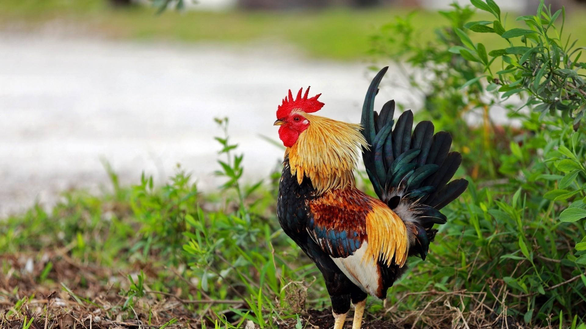 Fighter Rooster With Green Plant Wallpaper