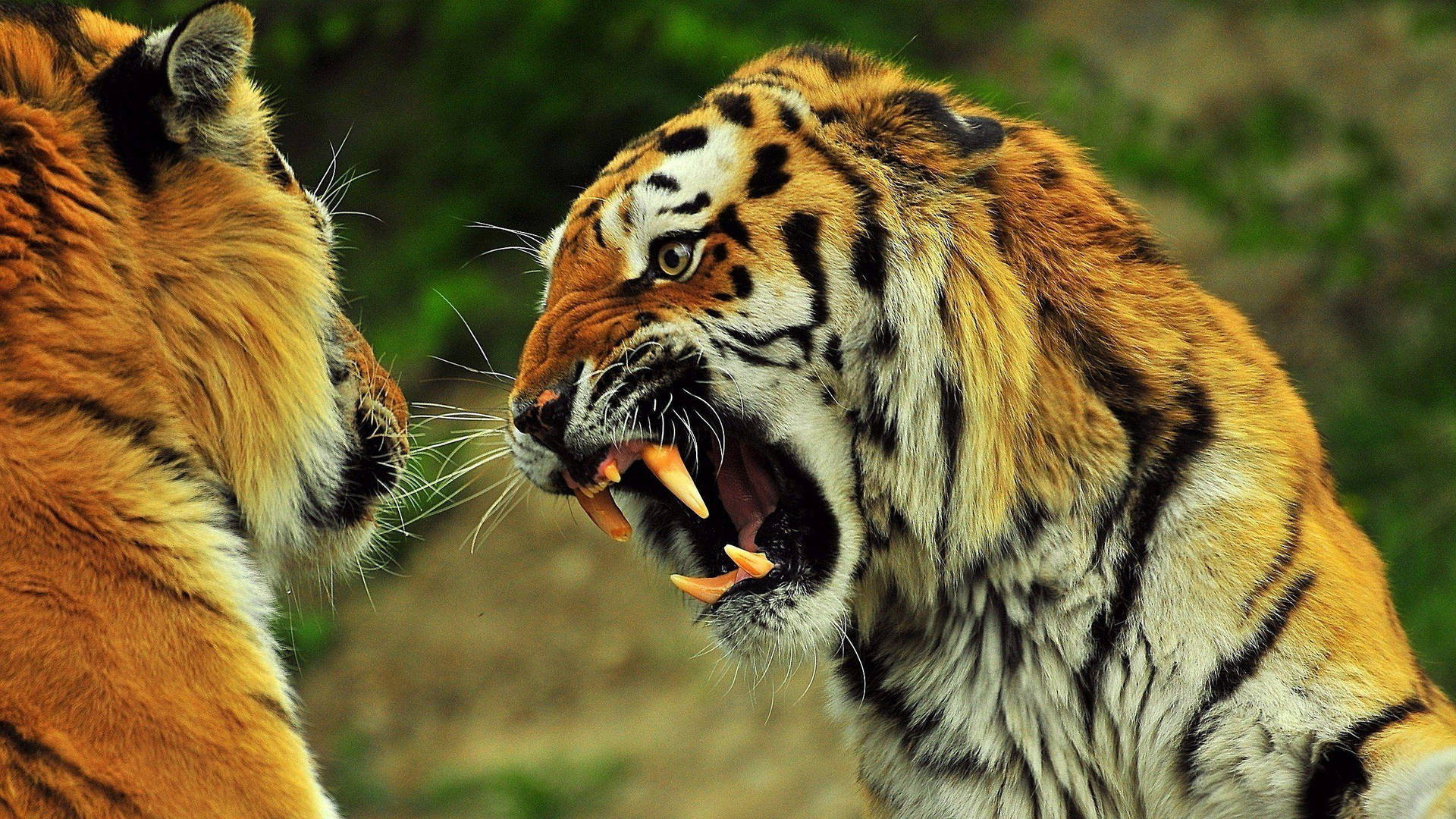 Fighting Angry Tiger Wallpaper