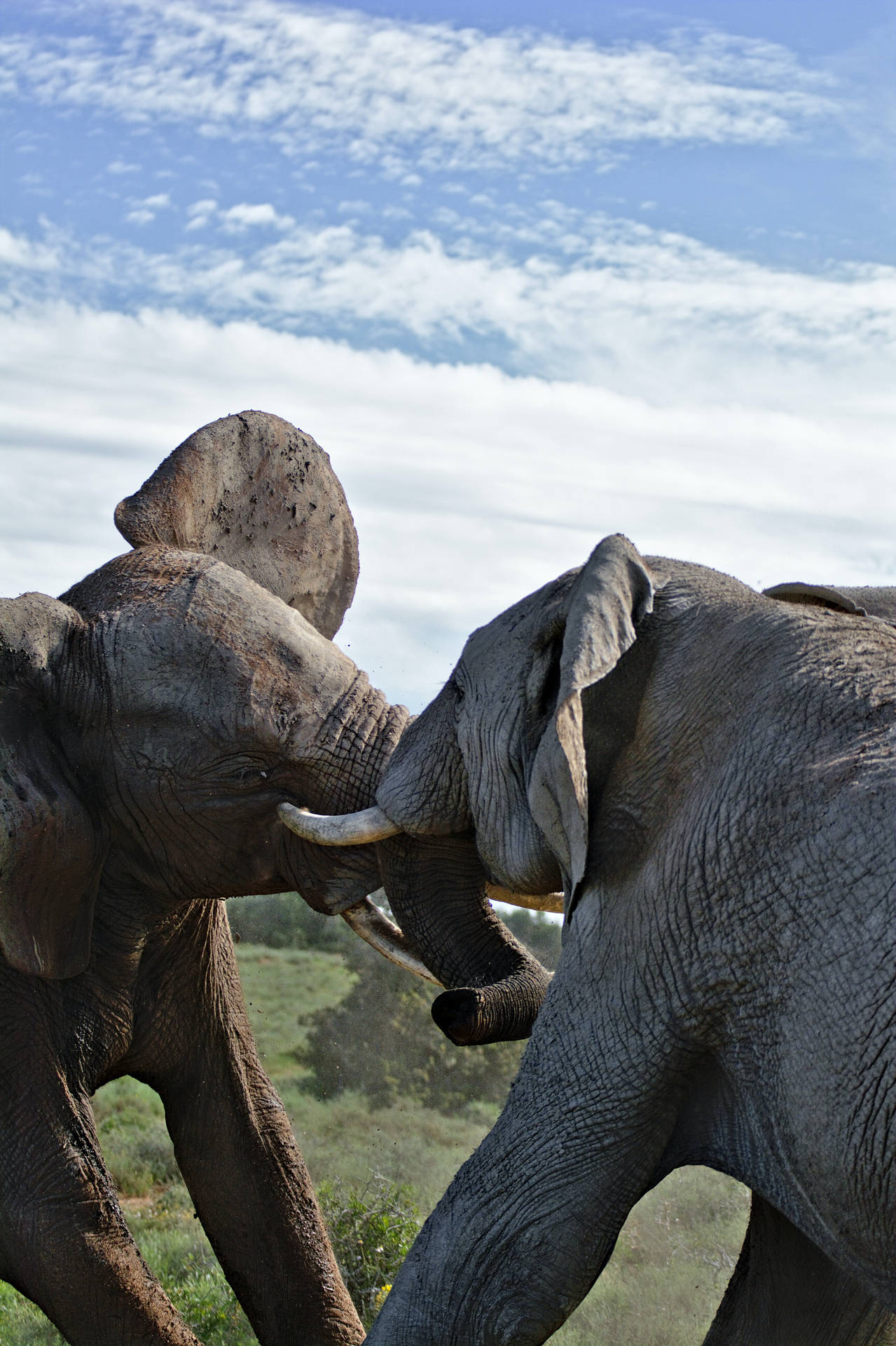 Fighting Elephants Iphone Wallpaper