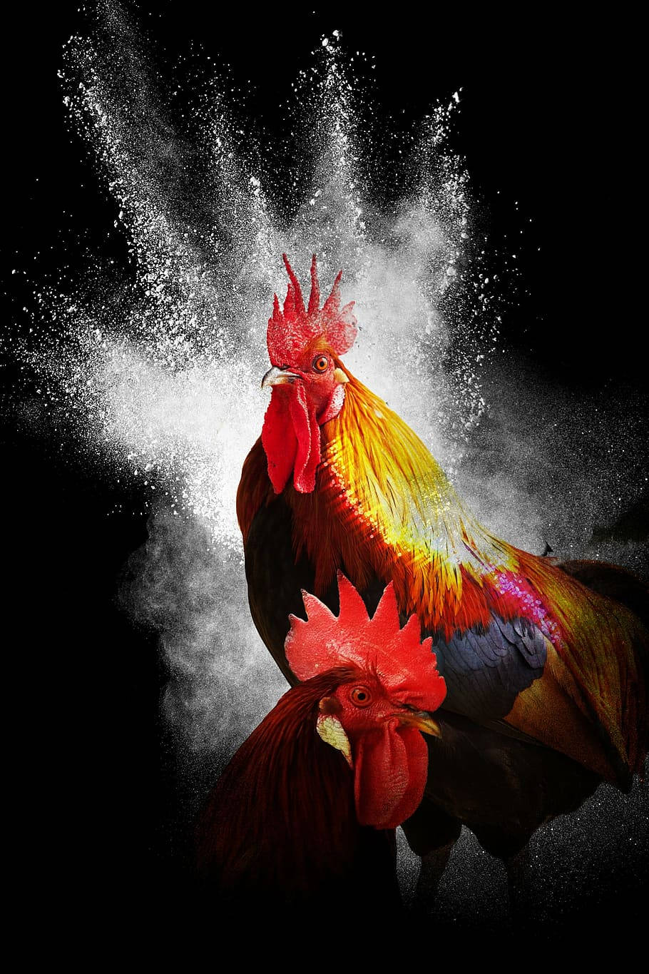Fighting Rooster Water Explosion Poster Wallpaper