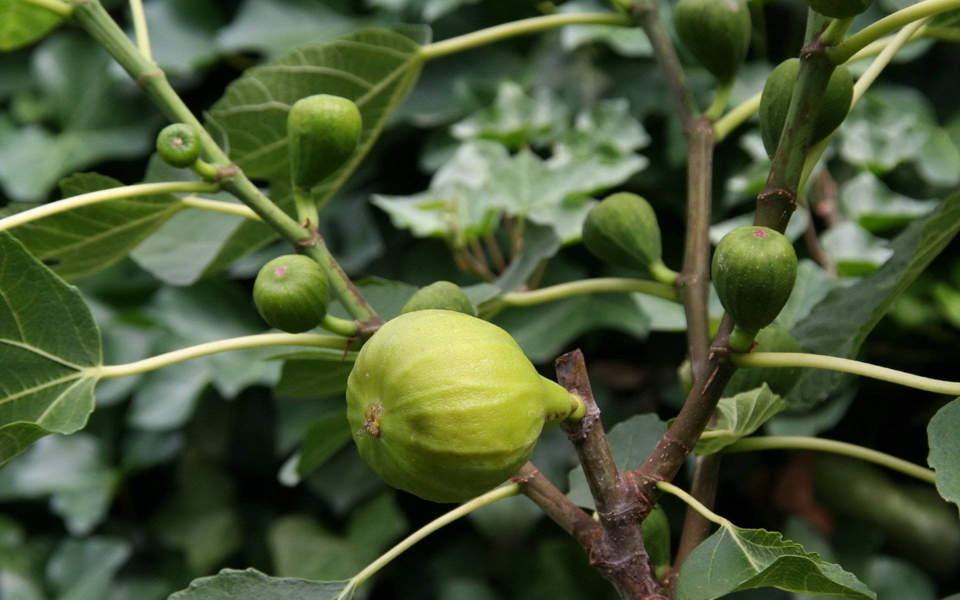 Figs Out Of A Tree Wallpaper