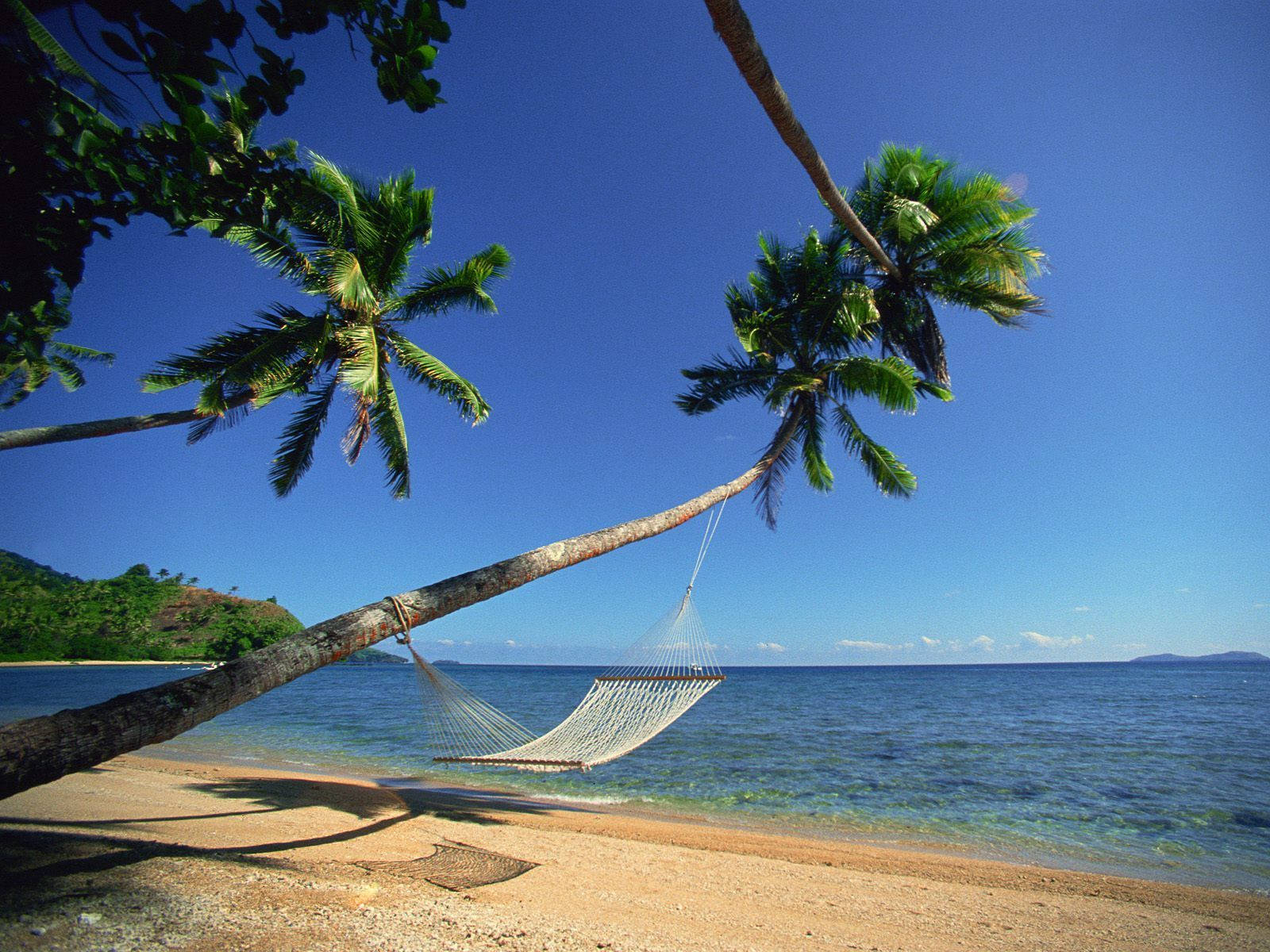 Fidschihängematte Auf Einem Baum. Wallpaper