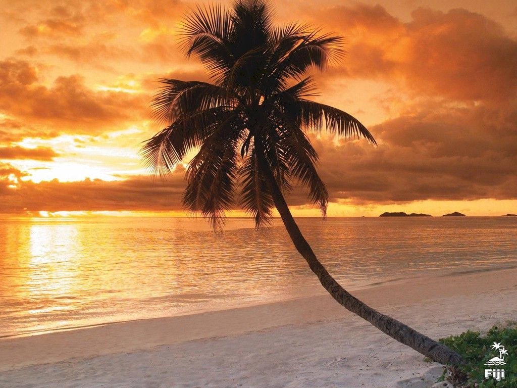 Fiji Palm Tree At Sunset Wallpaper