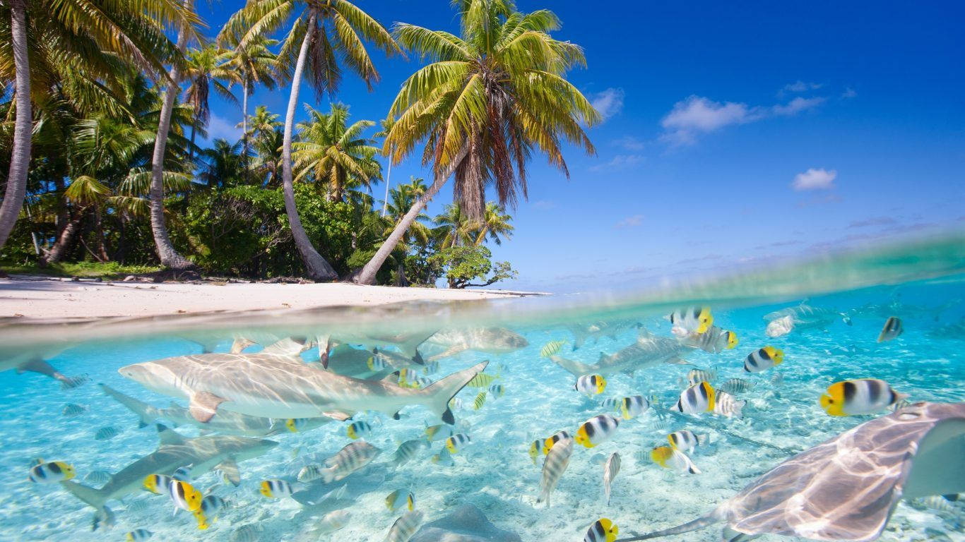 Fidschimeereskreaturen Unterwasser Wallpaper