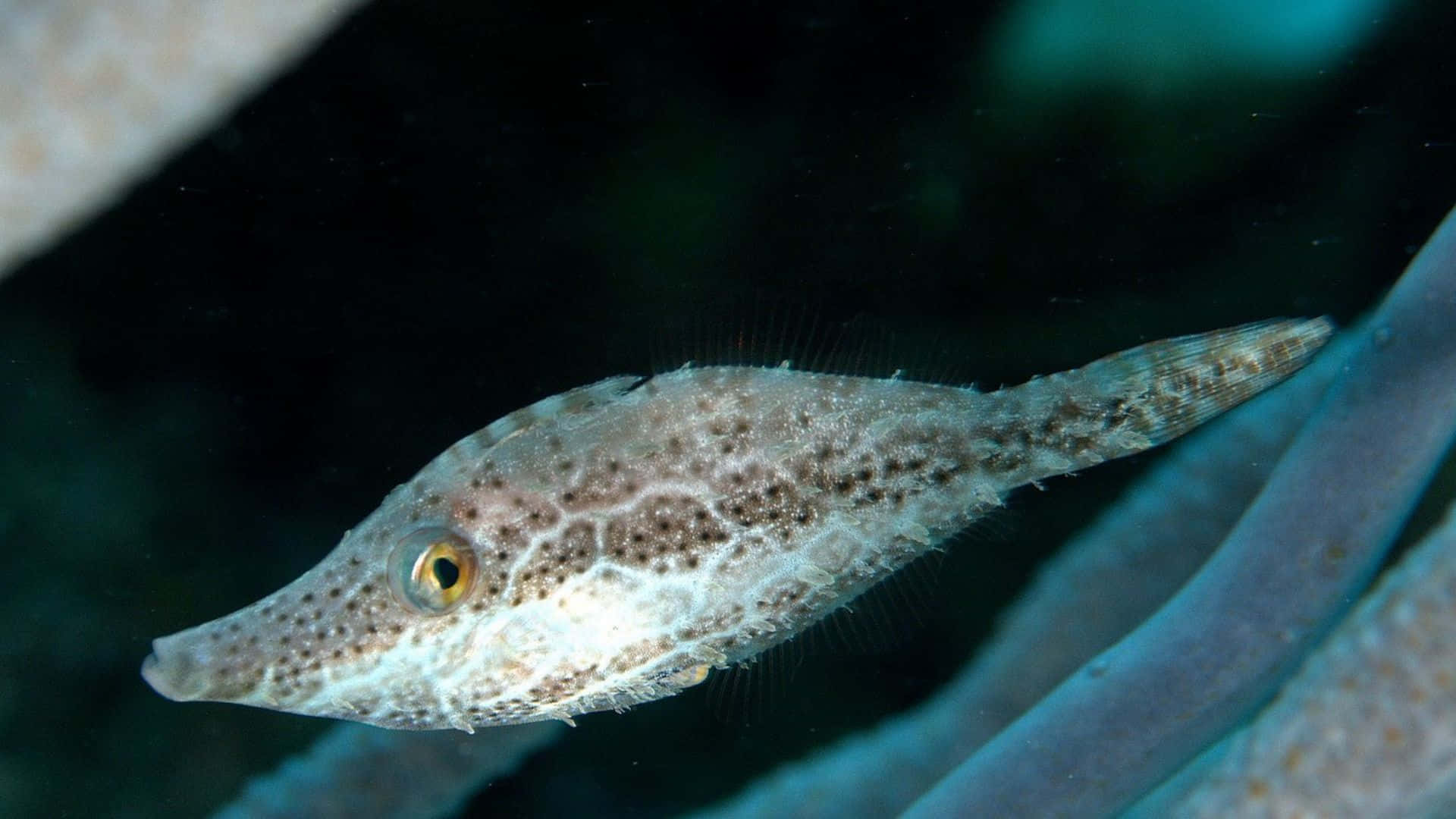 Filefish Camouflaged Underwater Wallpaper