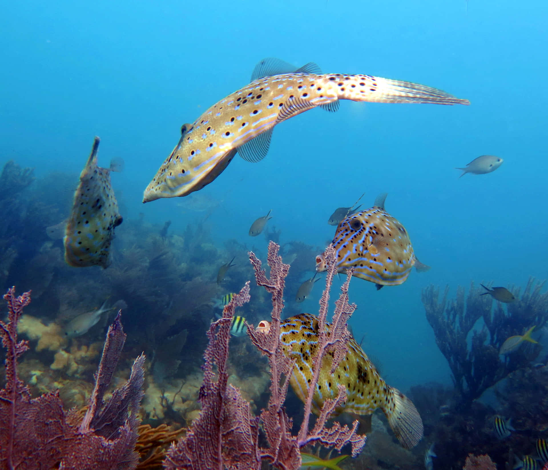 Filefish Swimming Among Coral Wallpaper