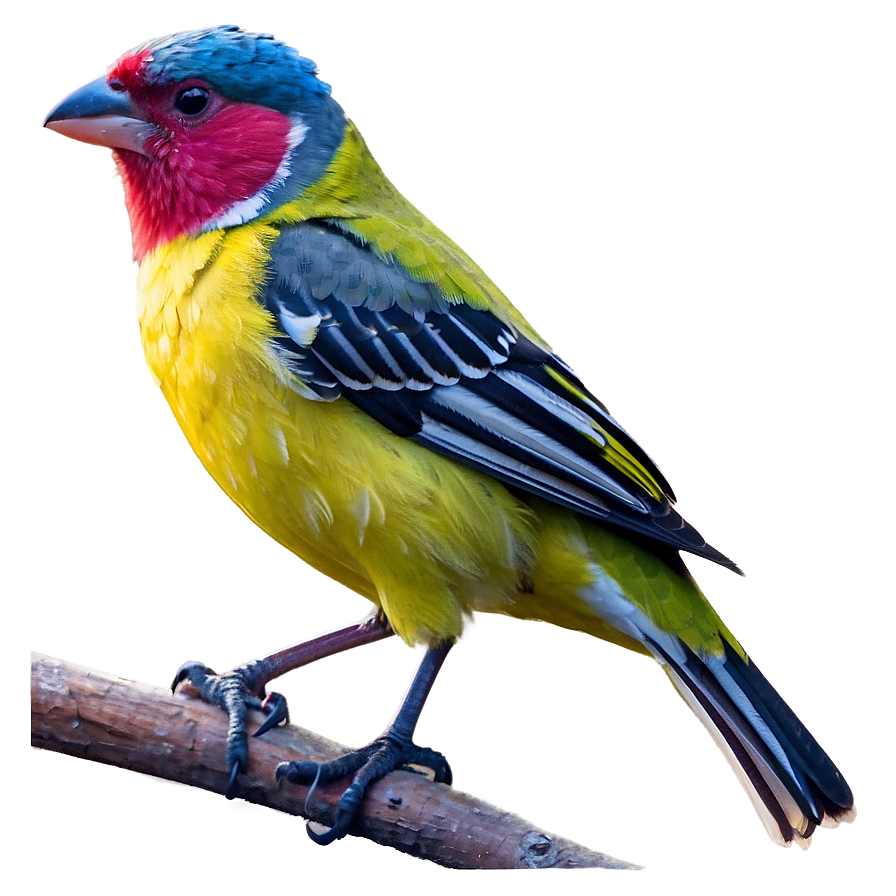 Finch Bird Colorful Png 38 PNG
