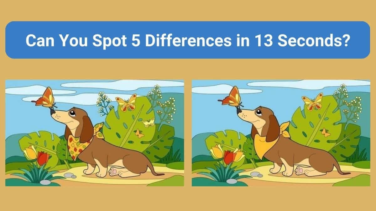 Dachshund Dog Find The Difference Picture