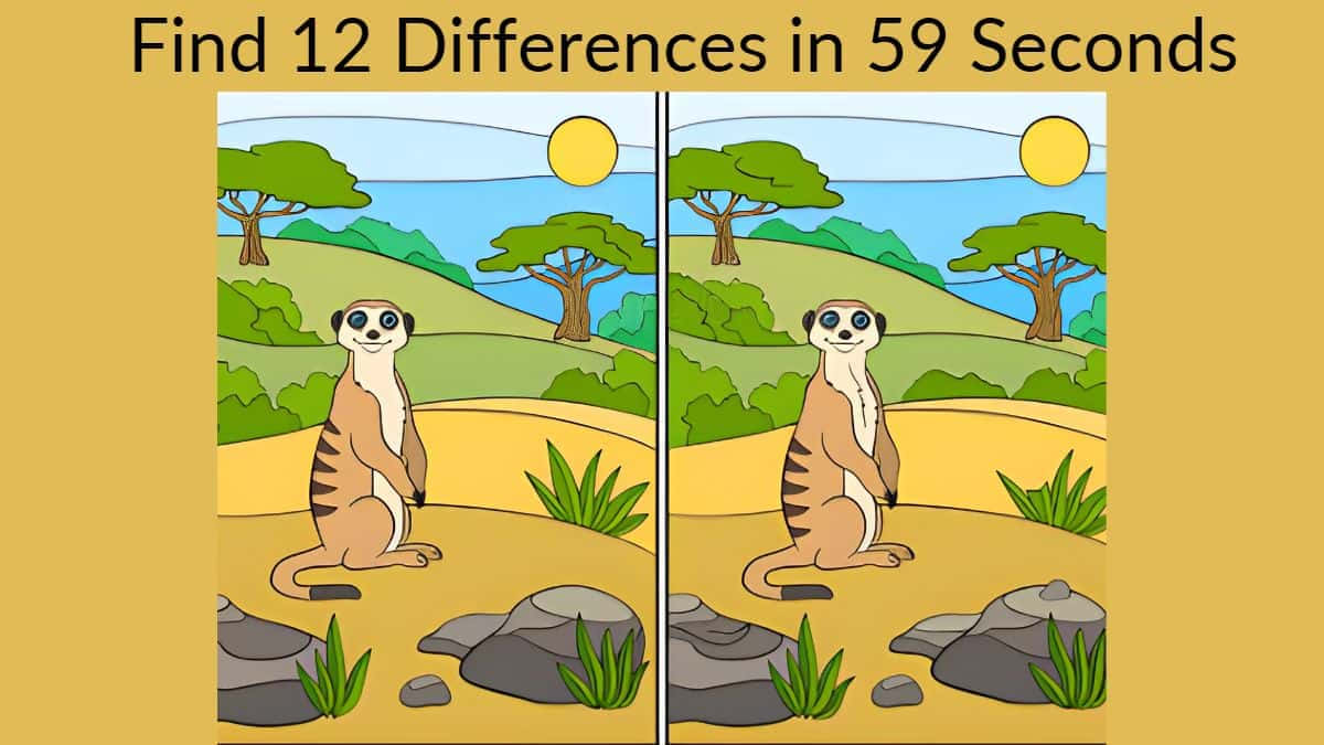 Meerkat Find Forskellen Billede Mønster Realistisk Tapet
