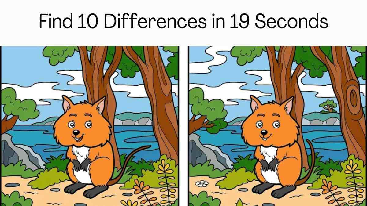 Fuchsfinde Den Unterschied Bild