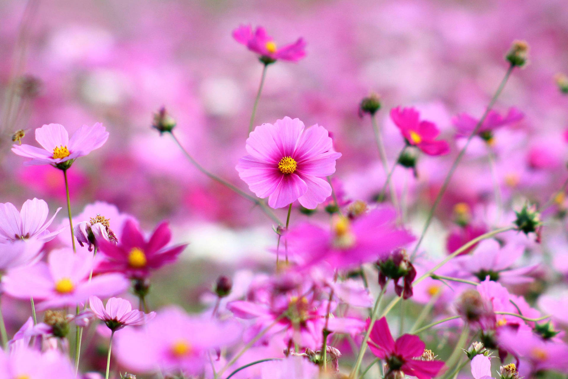 Jardínde Flores Finas De Color Rosa Fondo de pantalla
