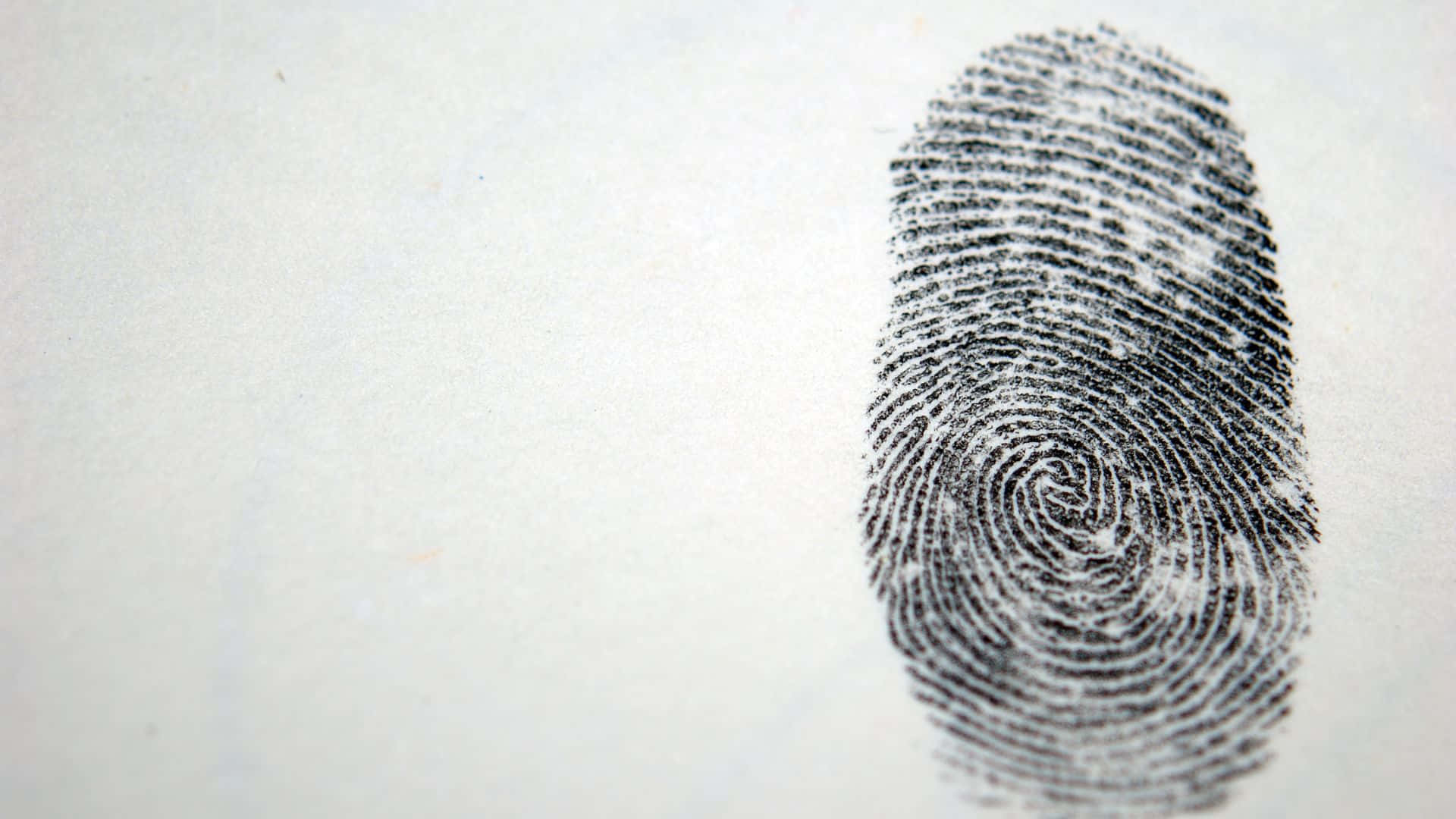 A detailed close-up view of a human fingerprint pattern.