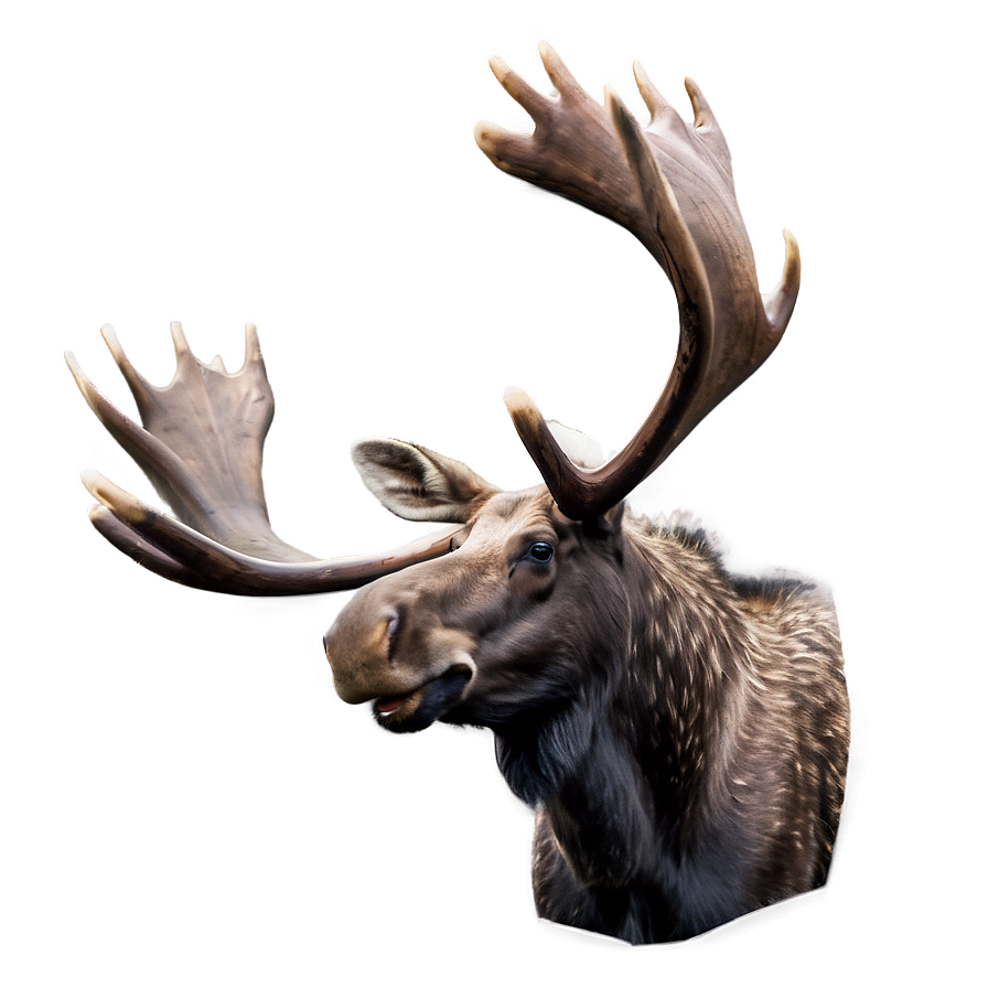 Finland Moose Wildlife Png Pyb PNG