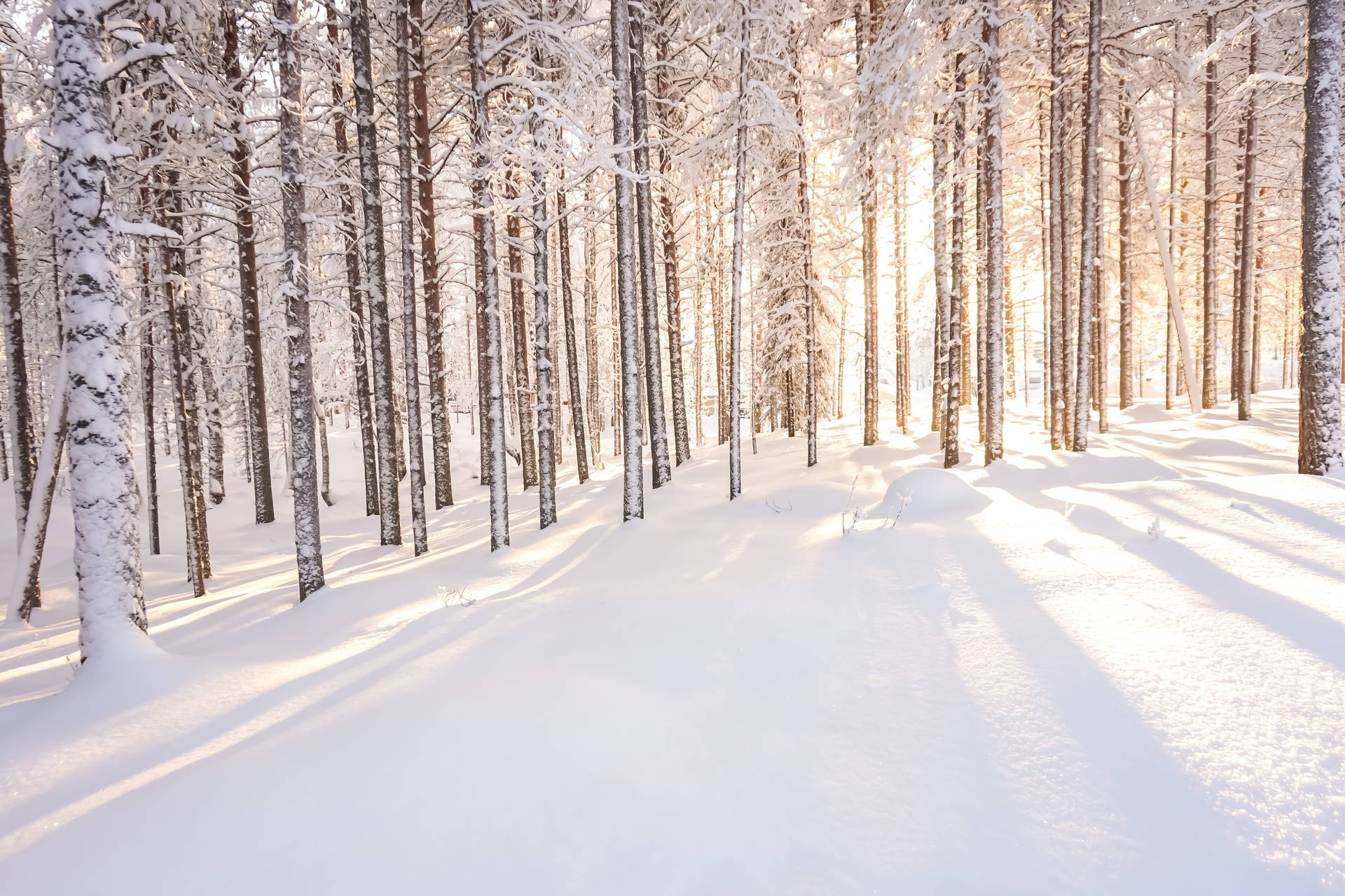 Finland Snowy Trees Background