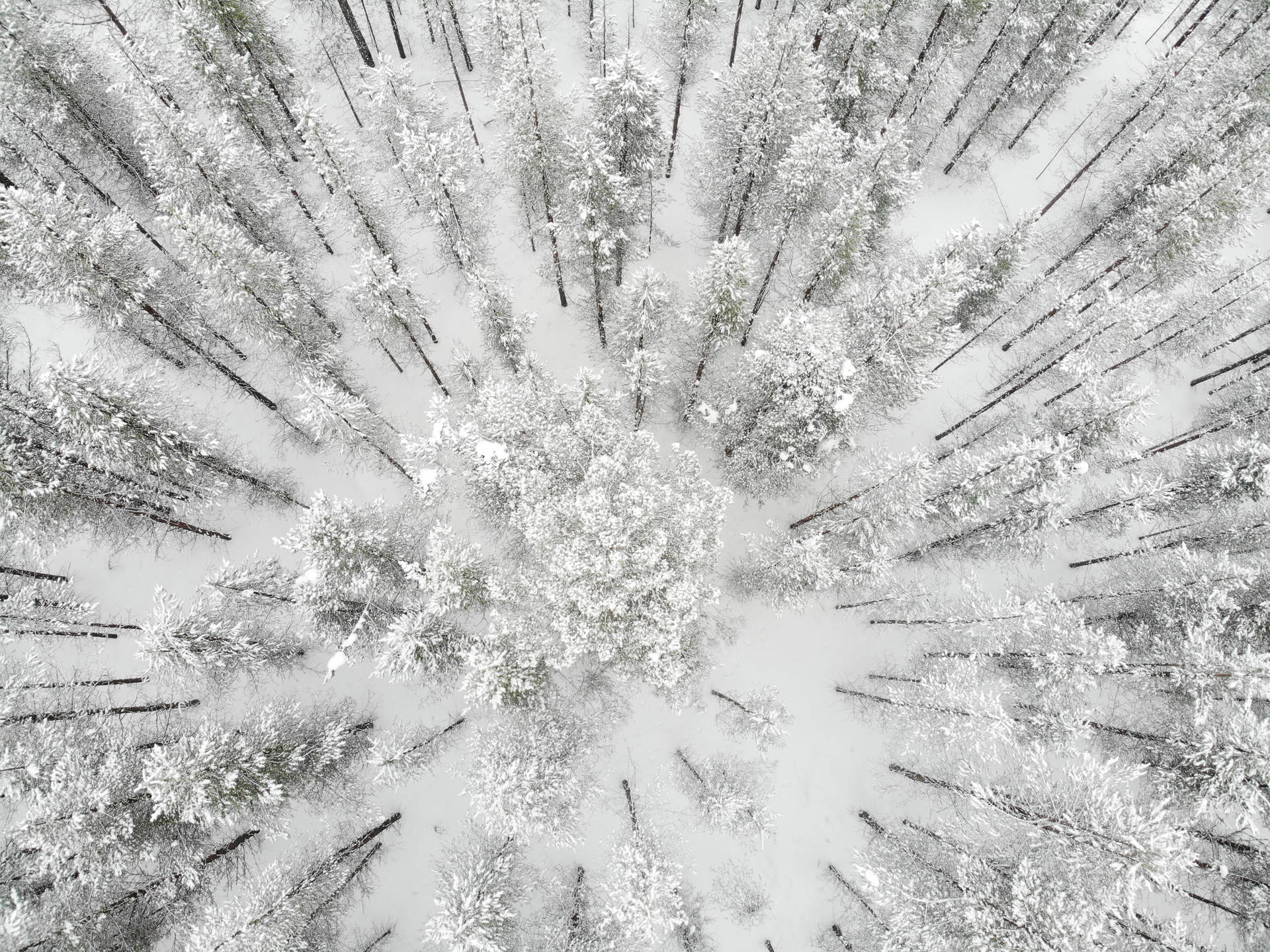 Finland Winter Pine Forest Aerial