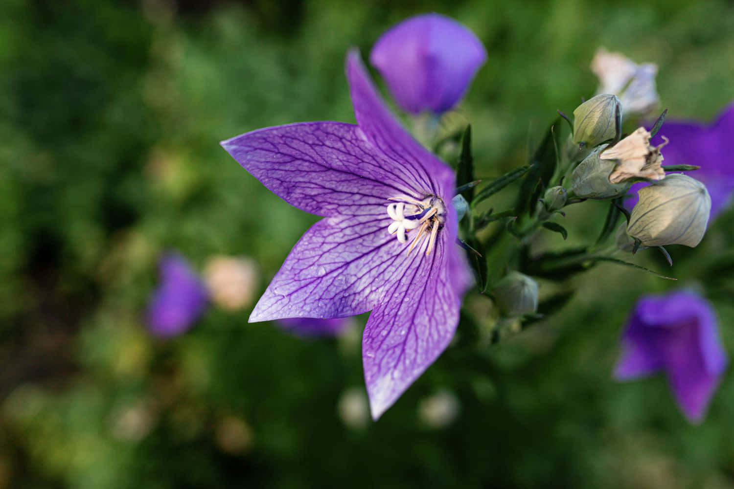 Fioreincantevole In Piena Fioritura