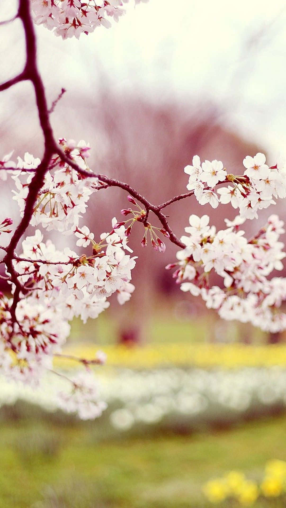 Fiorirosa Vibranti Che Sbocciano Su Un Albero - Sfondo Per Telefono