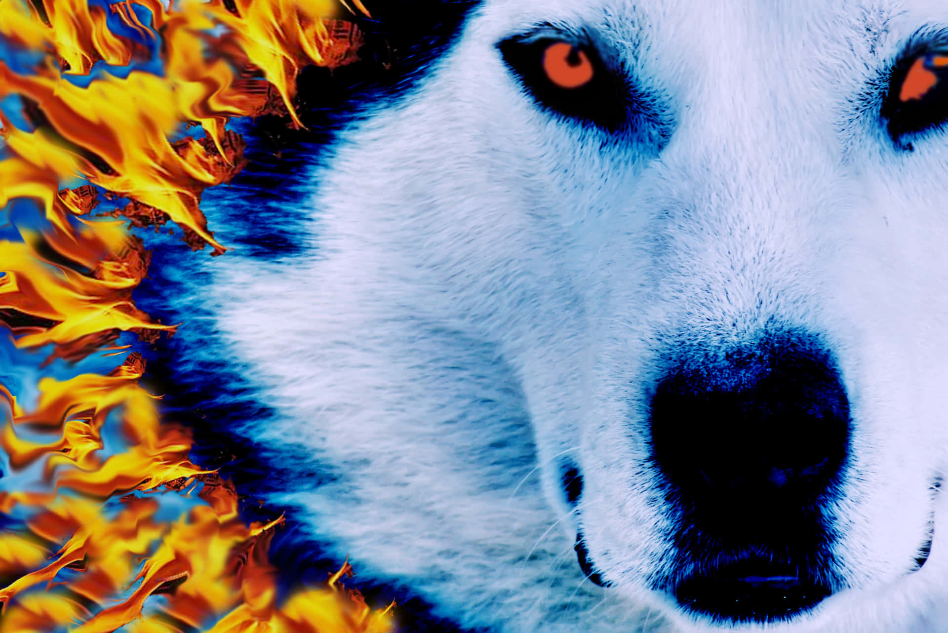 Breathtakingly beautiful Fire And Ice Wolf in motion Wallpaper