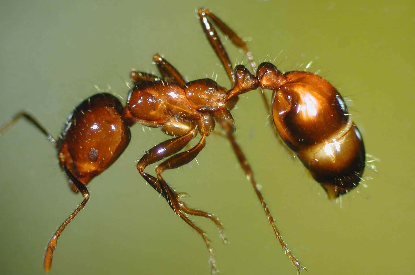 Fire Ant Close Up Wallpaper