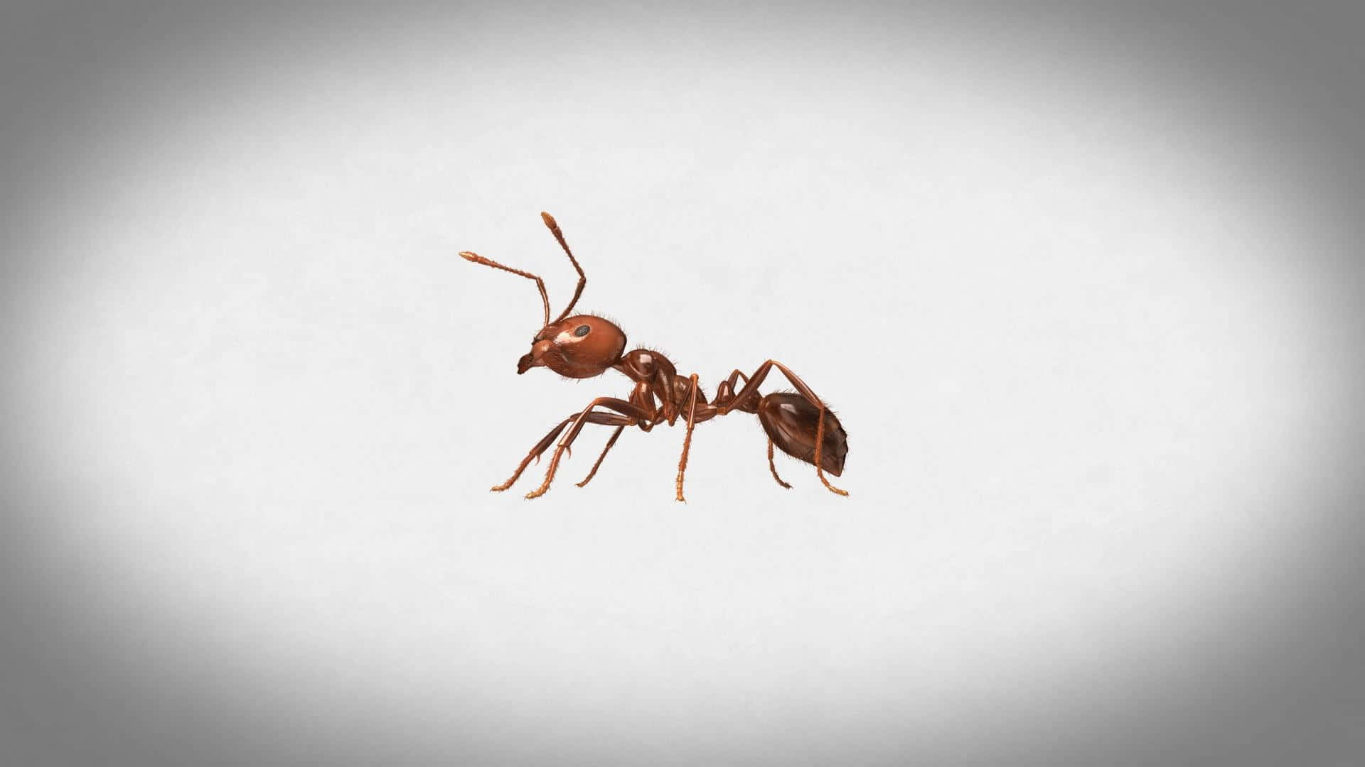 Fire Ant Solitary Pose Wallpaper