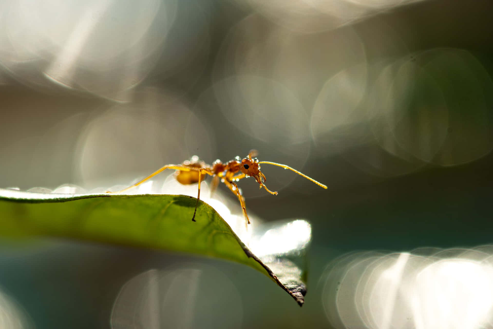 Fire Anton Leaf Bokeh Background Wallpaper