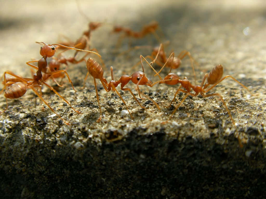 Fire Ants Conversingon Rock Wallpaper