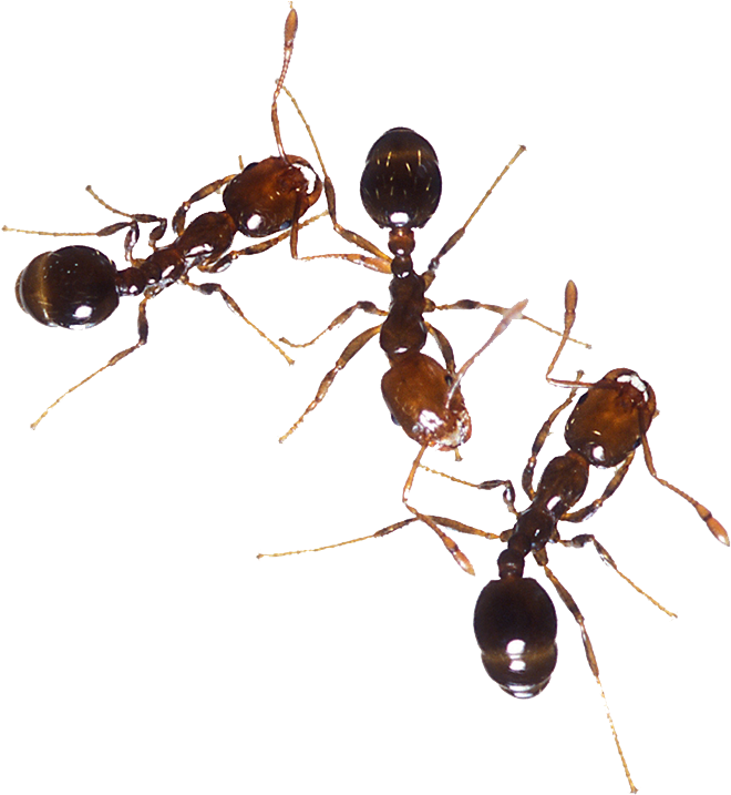 Fire Ants Interaction768x834.png PNG