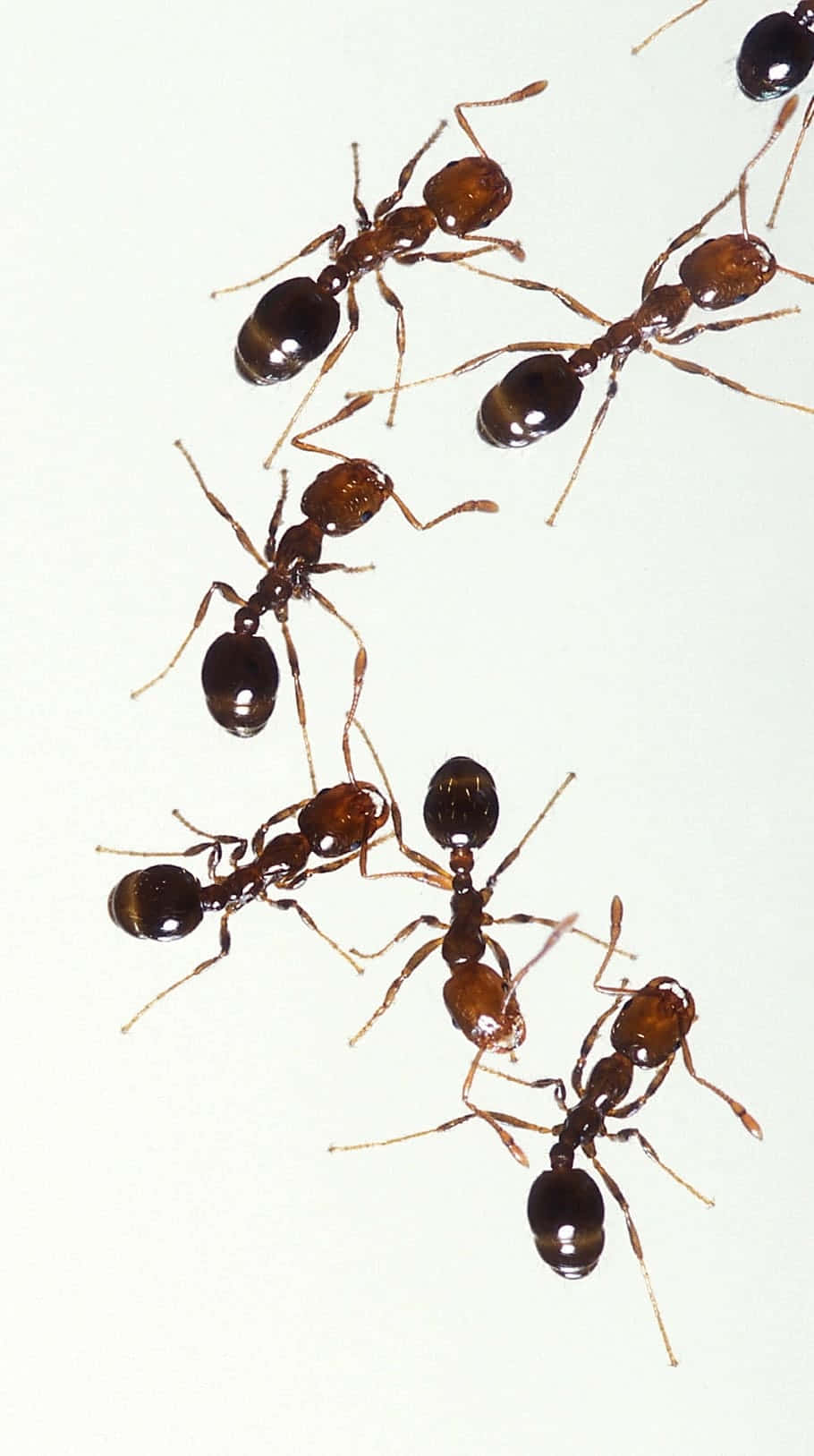 Fire Ants Linking Together Wallpaper