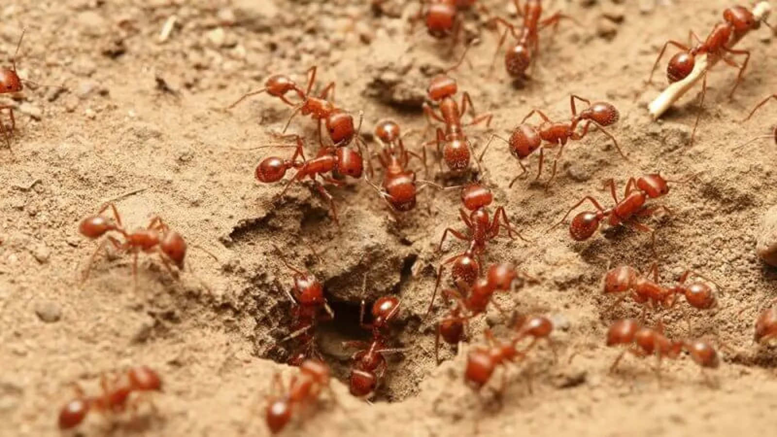 Fire Ants Near Anthill.jpg Wallpaper