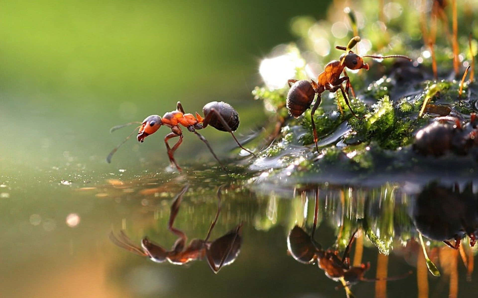 Fire Ants Reflection Water Edge Wallpaper