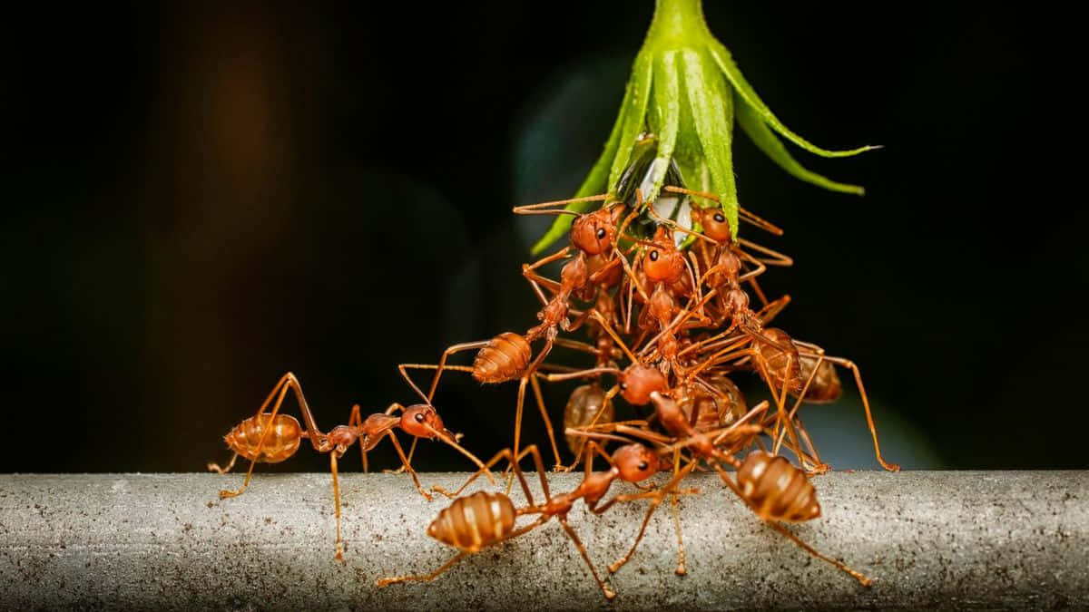 Fire Ants Teamworkin Nature Wallpaper