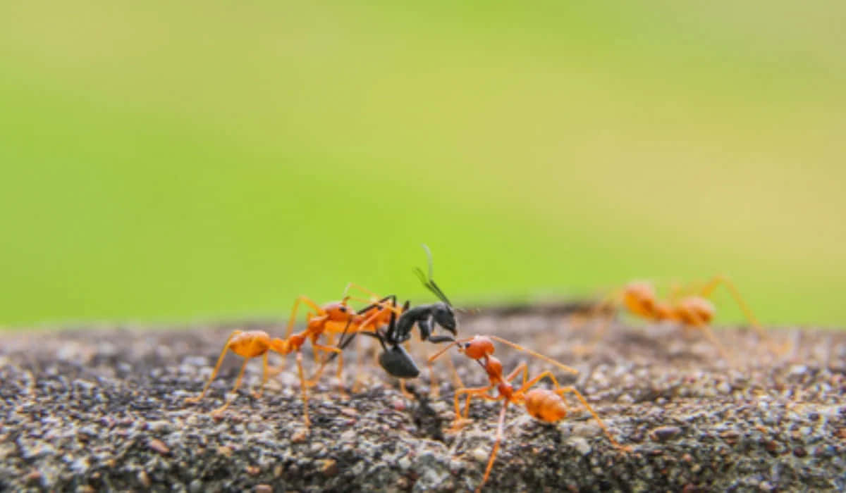 Fire Ants Teamworkin Nature.jpg Wallpaper