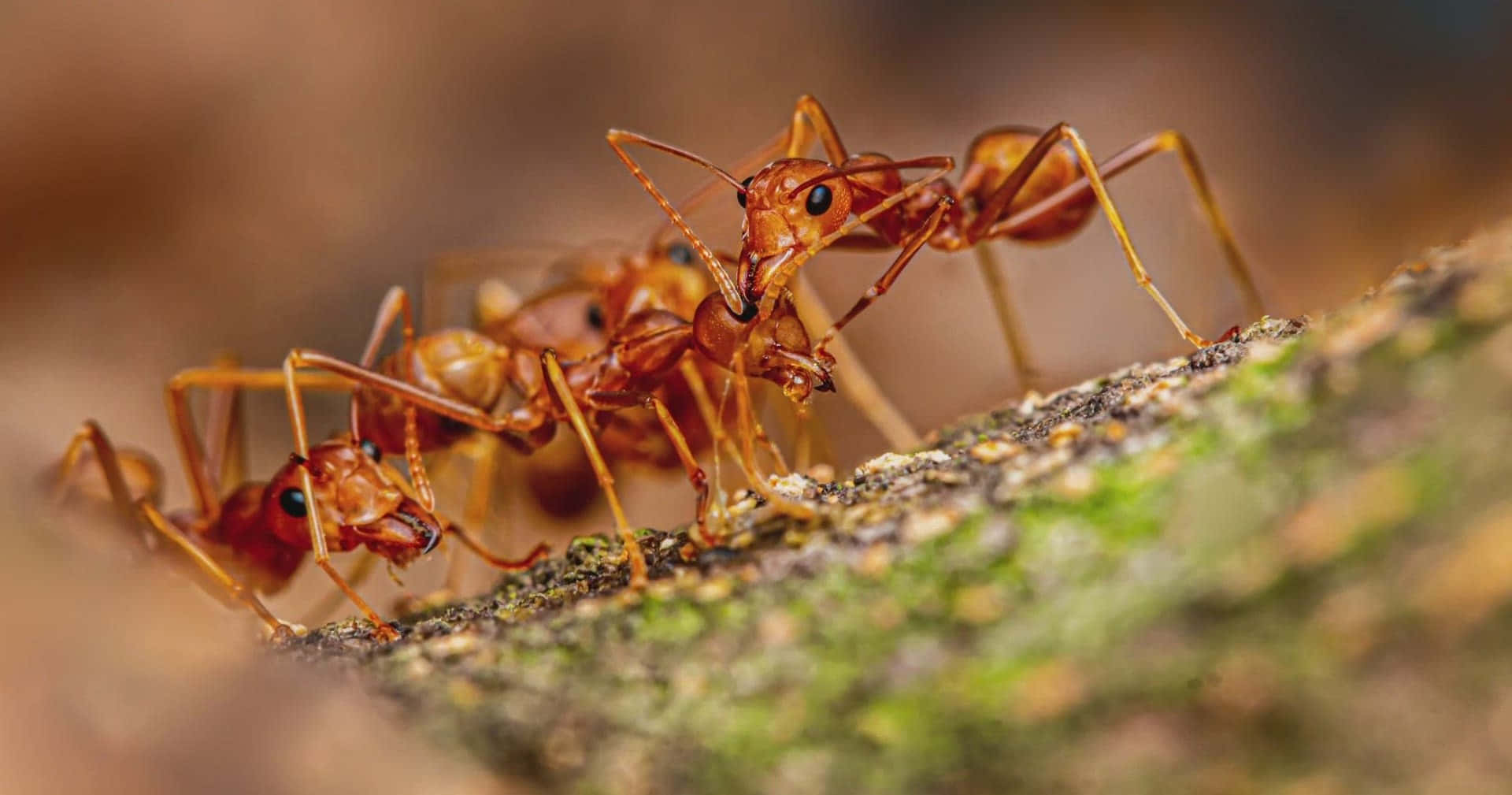 Vuurmiers Teamwerk In Natuur.jpg Achtergrond