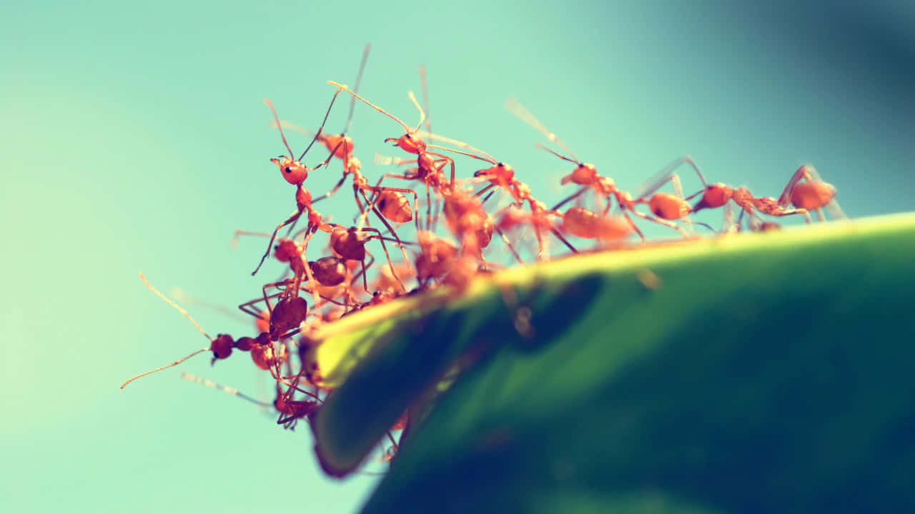 Fire Ants Teamworkon Leaf Wallpaper