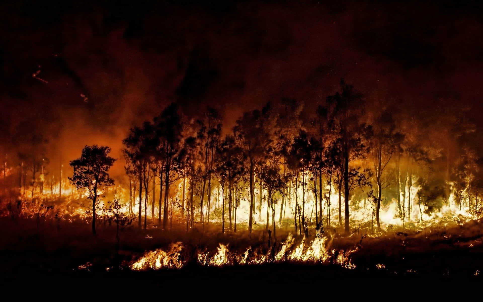 a forest fire burns at night