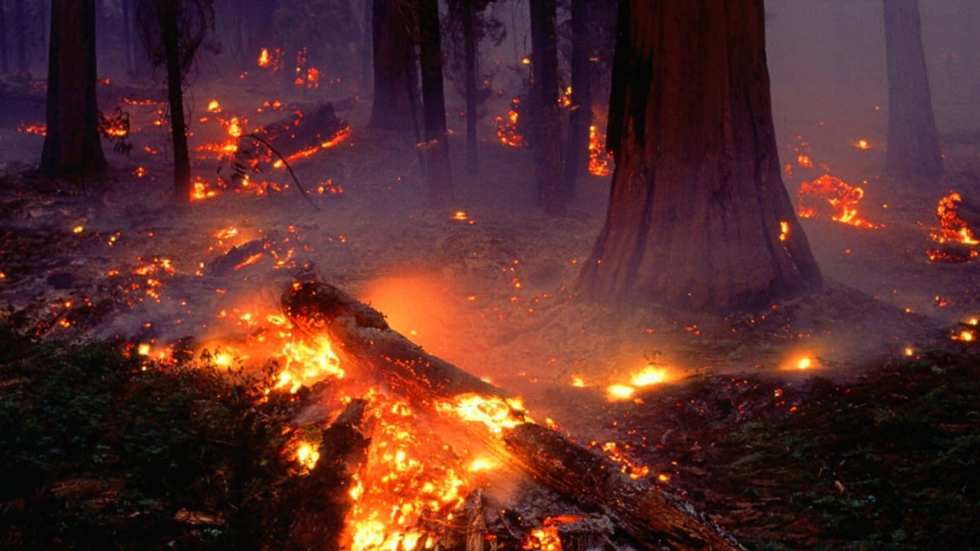 a forest fire is burning in the middle of a forest