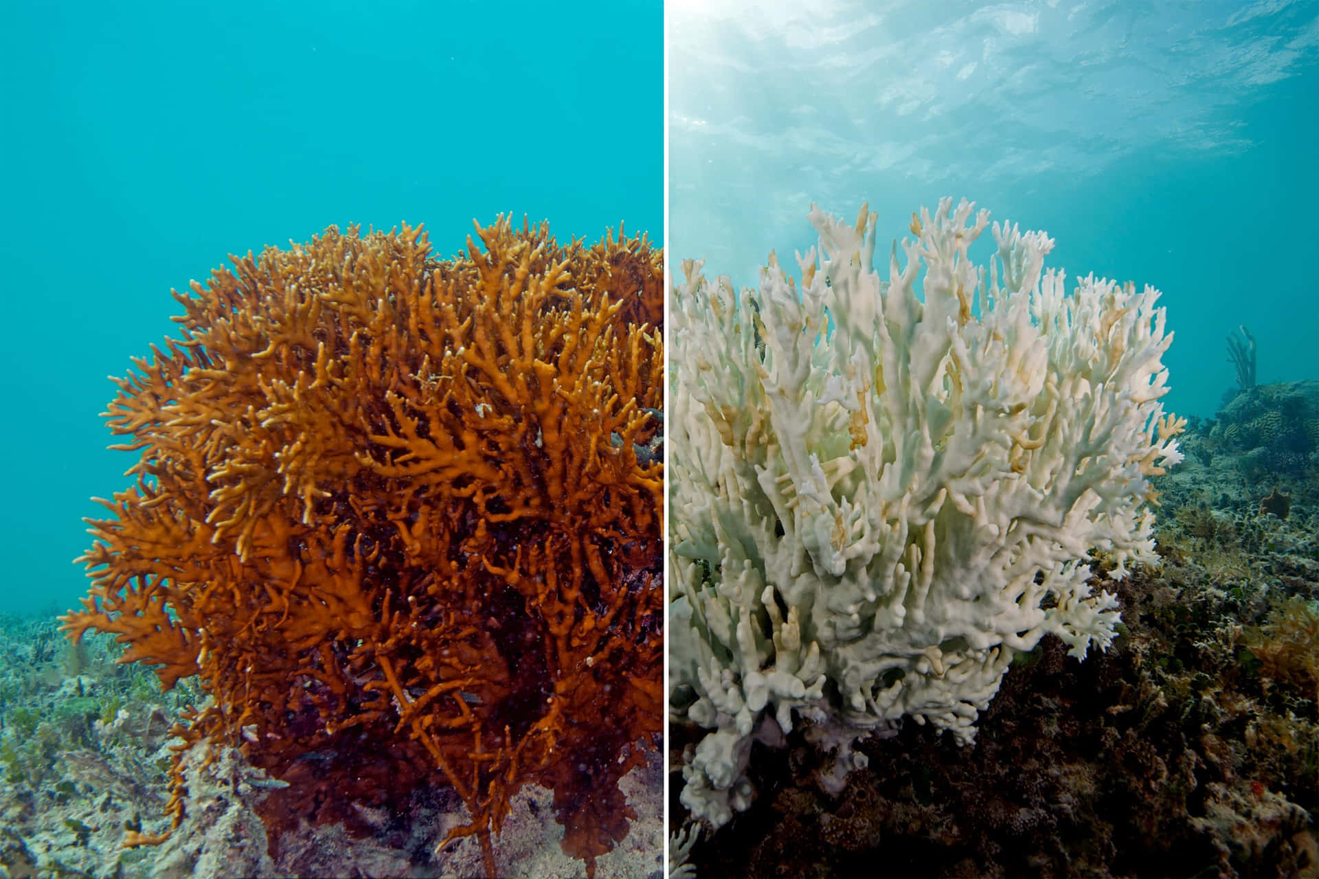 Download Fire Coral Before After Bleaching Wallpaper | Wallpapers.com