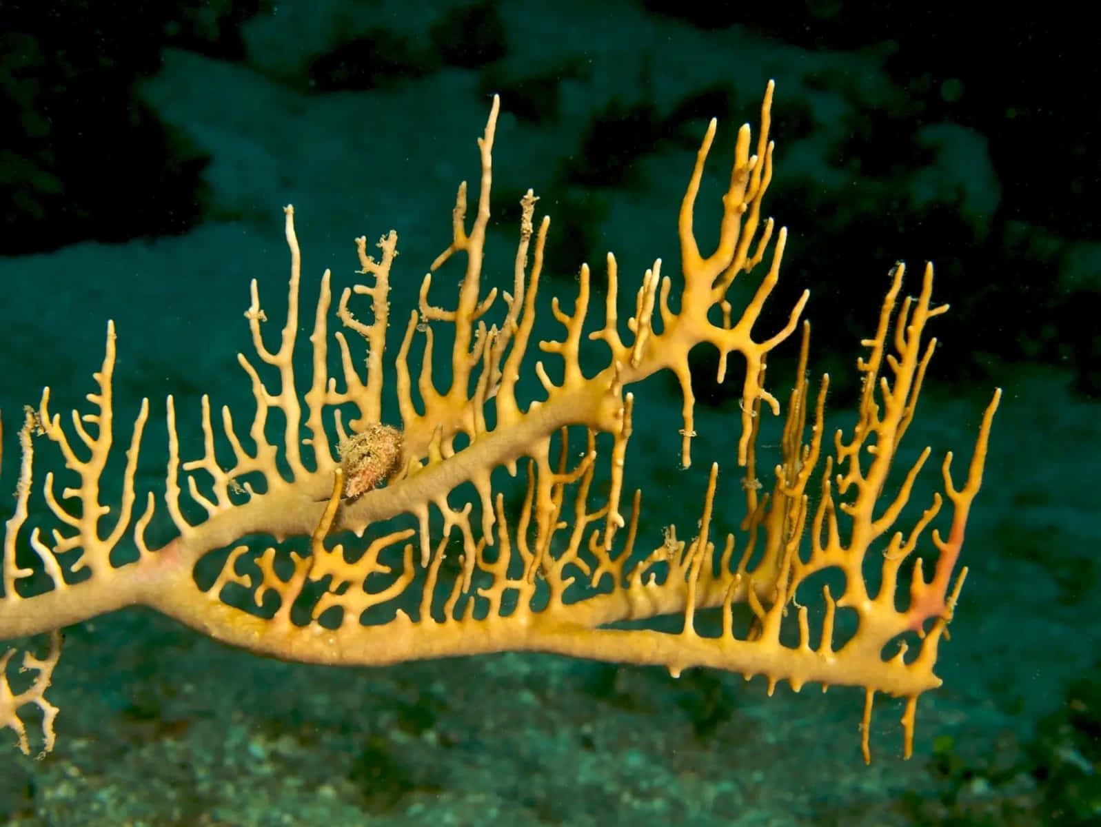 Fire Coral Underwater Branches Wallpaper