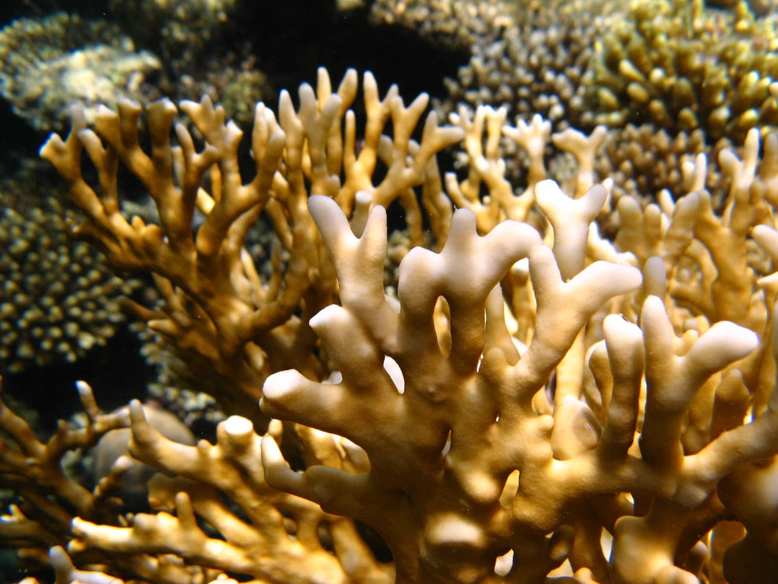 Fire Coral Underwater Scene Wallpaper